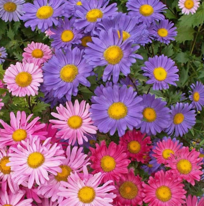Aster SINGLE CHINA ASTER Colorful Cut Flowers Pollinators Non-GMO 200 Seeds