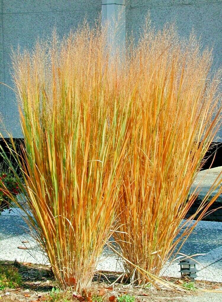 1001+SWITCHGRASS Seeds Native Tall Grass Prairie Ornamental Perennial Fast Easy