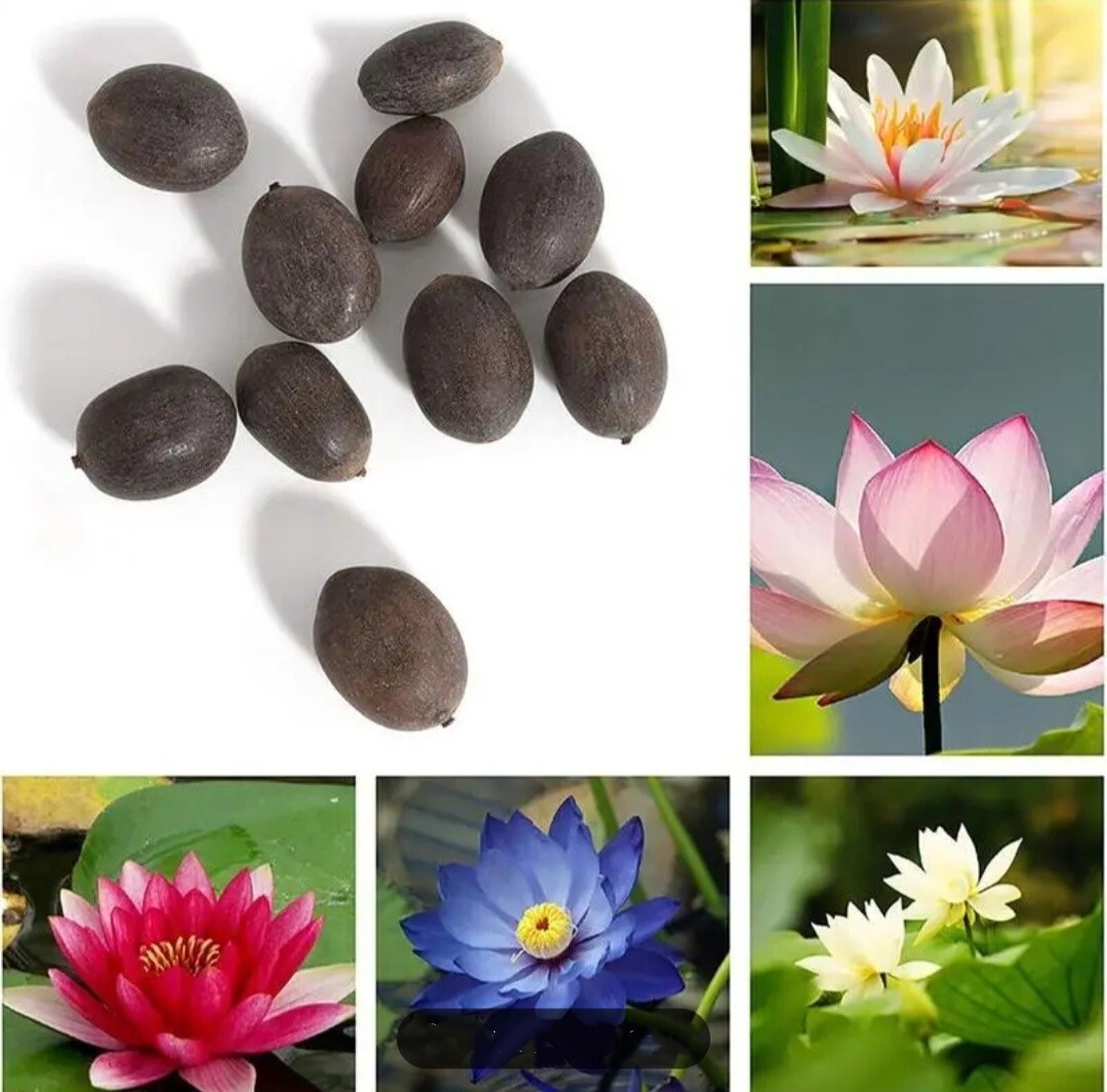 25 Sacred Lotus Flower Seeds Nelumbo Nucifera Edible Aquatic Water Lily