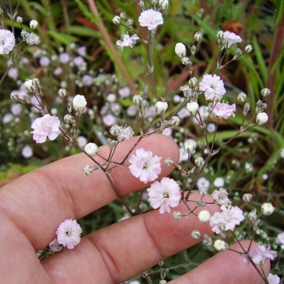 1000+ BABY’S BREATH SEEDS — White Flowers —— Drought Tolerant —— FRESH