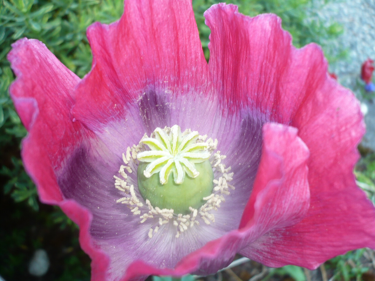 Best Seller! Tazzy Purple, Wizard Red, Afghan Pink Mix 10,000 seeds PoppyQueen👑