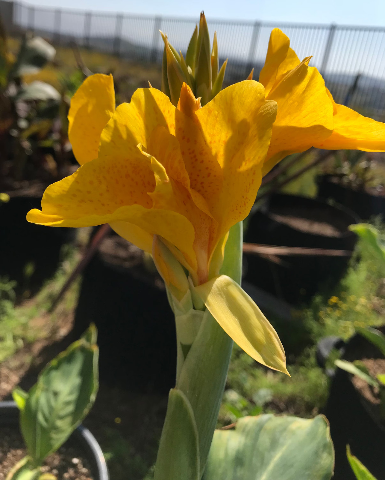Golden Lucifer Rhizomes – Yellow Red Speckled Blooms – 1-Rhizome