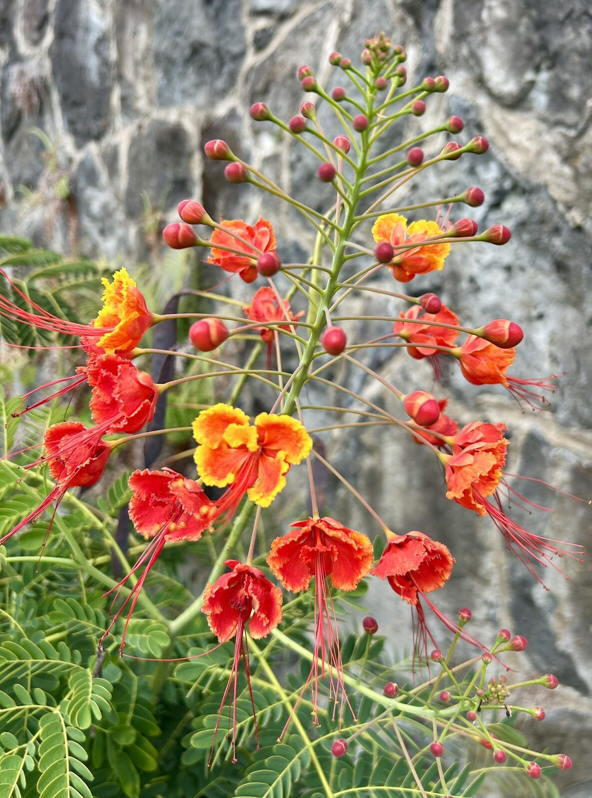 Pride of Barbados, Peacock Flower, Caesalpinia Pulcherrima – 10 Seeds 2025 – USA