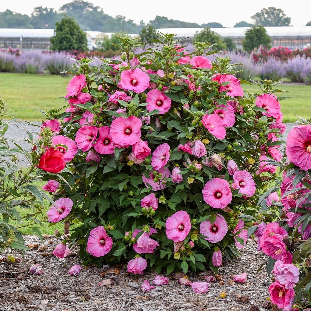 20 Pink Swamp Mallow Rose Seeds “LARGE FLOWER” Hardy Hibiscus Fast Garden Plant