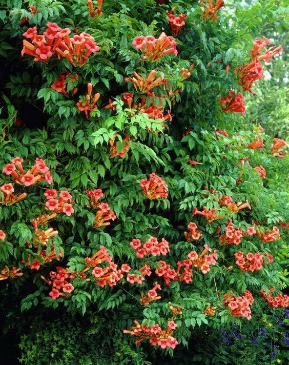Campsis radicans Flamenco | Crimson Trumpet Vine | 10_Seeds