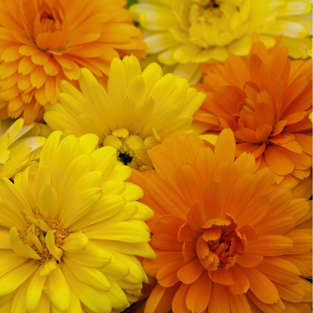 Fresh Premium Pacific Beauty Calendula Seeds | Heirloom Non-GMO | Flower Seeds