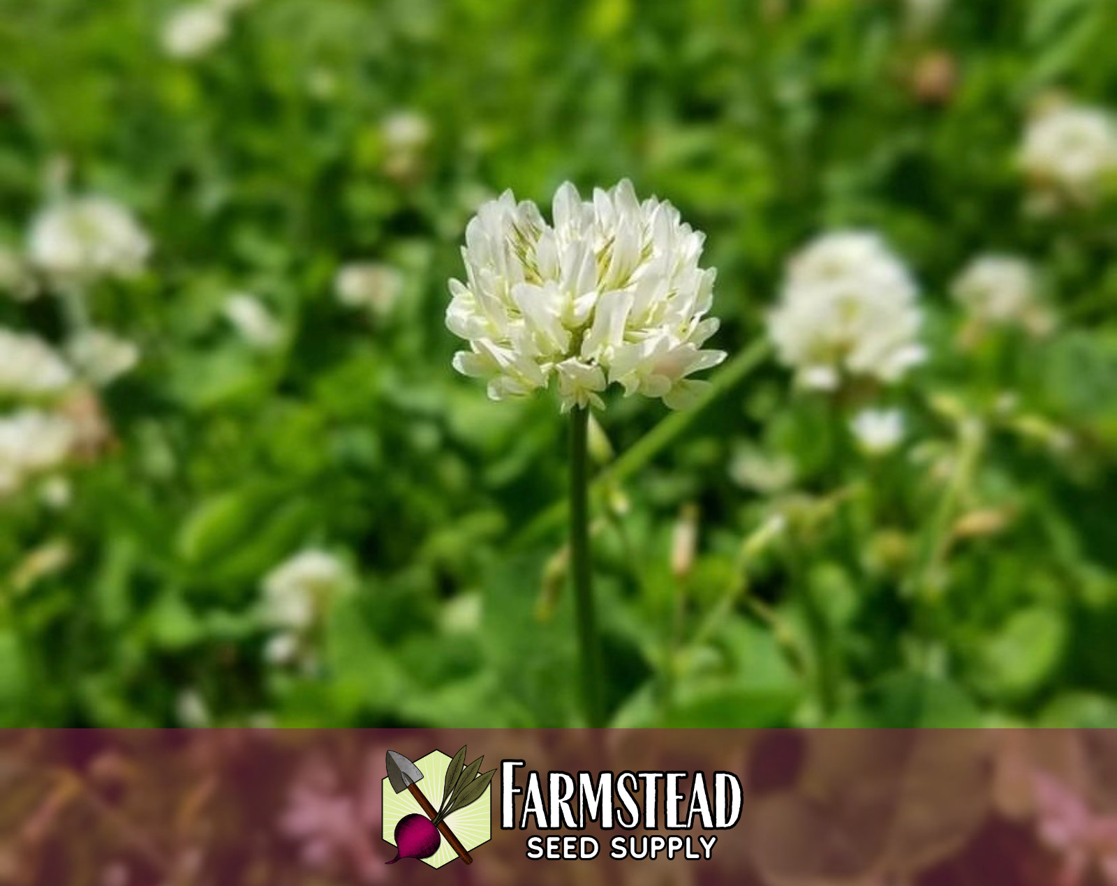 15,500+ Ladino Clover Seeds | Flower Gardening, Lawn Alternative, Microclover
