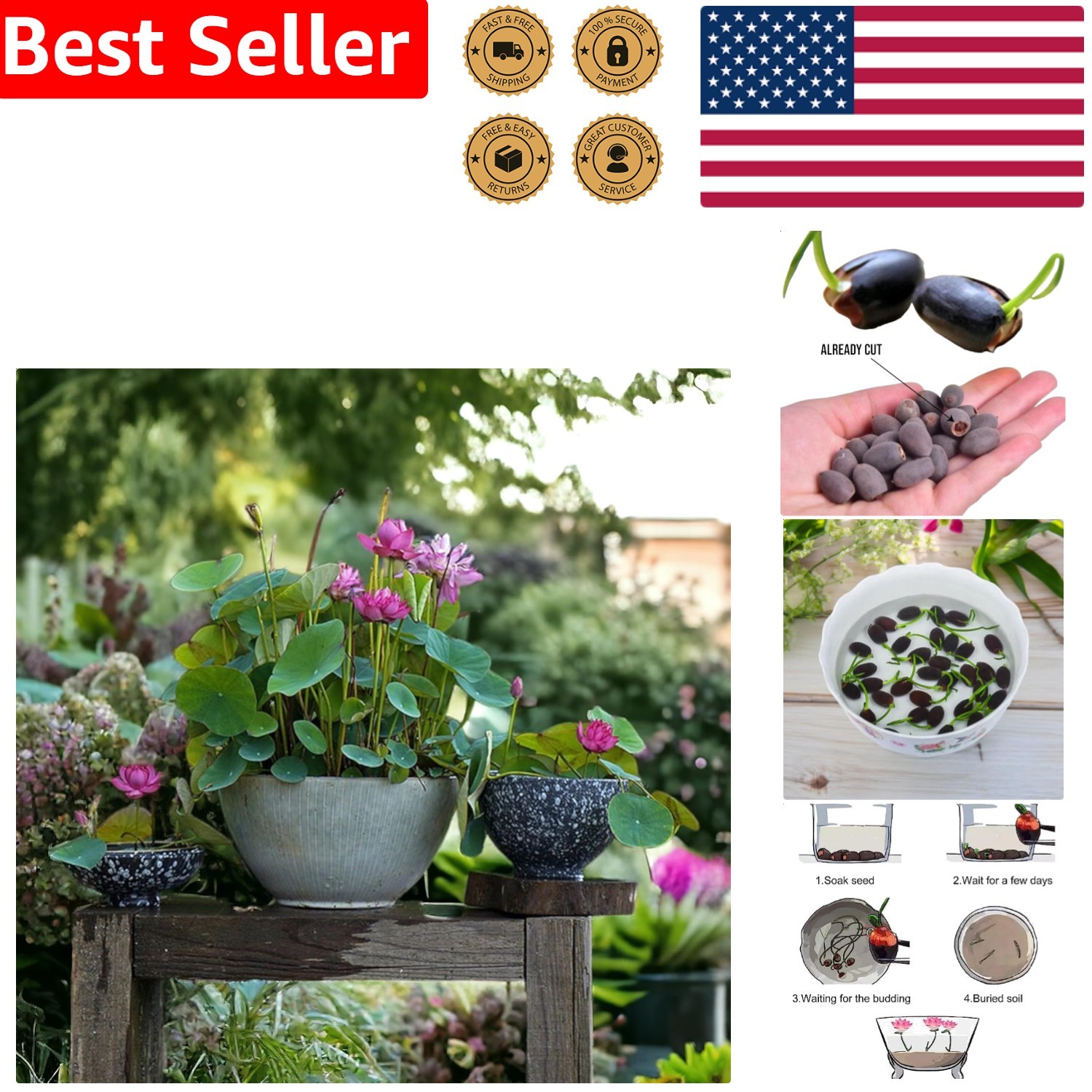 20pcs Lotus Flower Seeds – Vibrant Pink Red Green for Aquatic Bonsai Planting