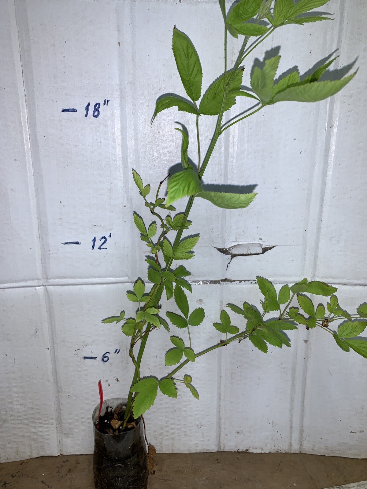 White Blackberry Rubus ‘Snowbank’, 10-15” tall