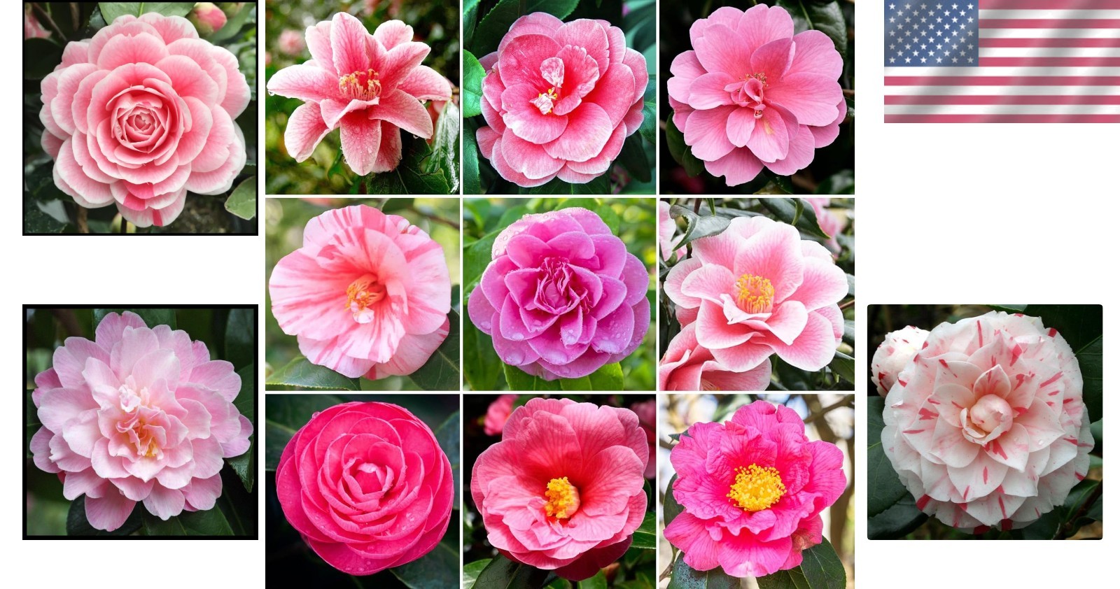 Easy-Care Camellia Seed Set – 20+ Delightful Flowers for -Round Color