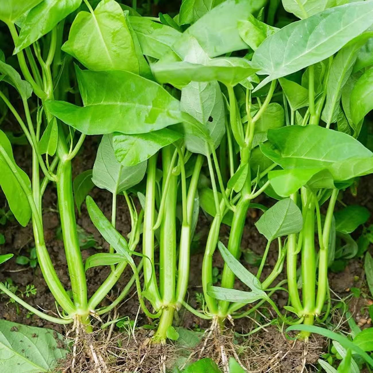 500+ Non-GMO Water Spinach Seeds for Delicious Garden Greens – Kangkong