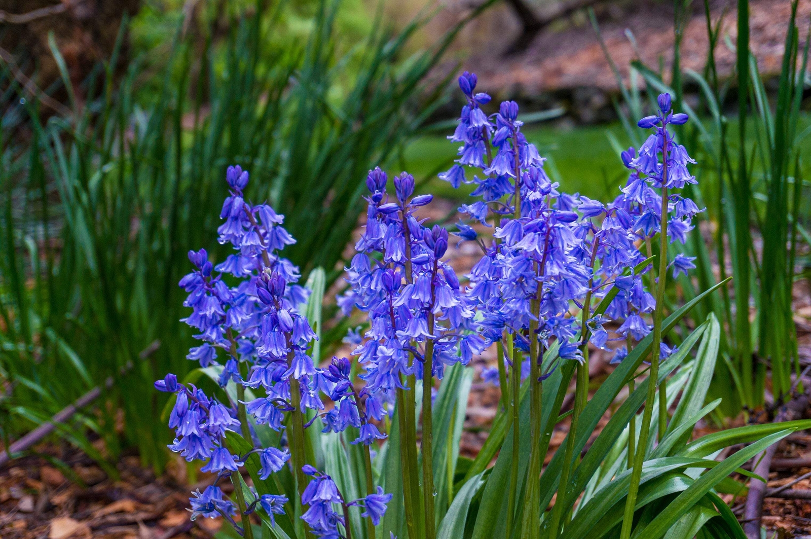 10 Mixed WOOD HYACINTH English Woodland Spanish Bluebell Scilla Flower Seeds