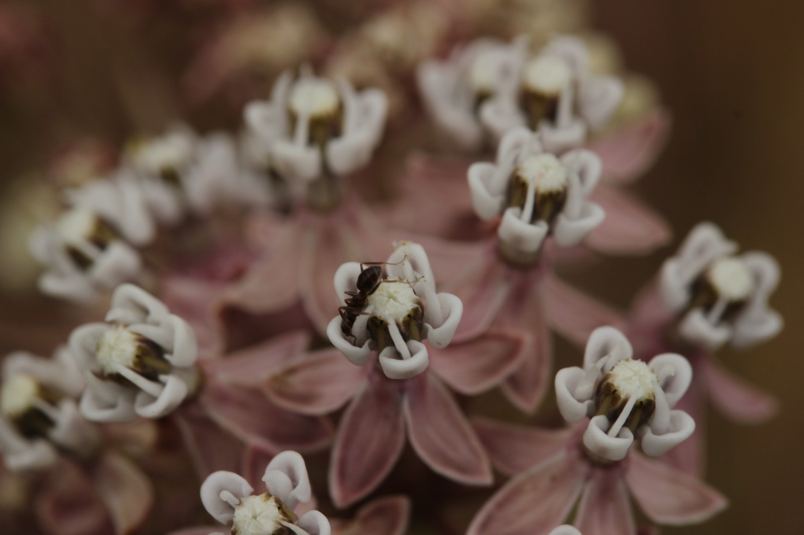 Narrowleaf Milkweed Seed for Butterfly Gardens California Native Wildflower Seed