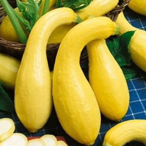50 Heirloom Organic Crookneck Squashi Seeds – Summer Classic! VERY High Yields!