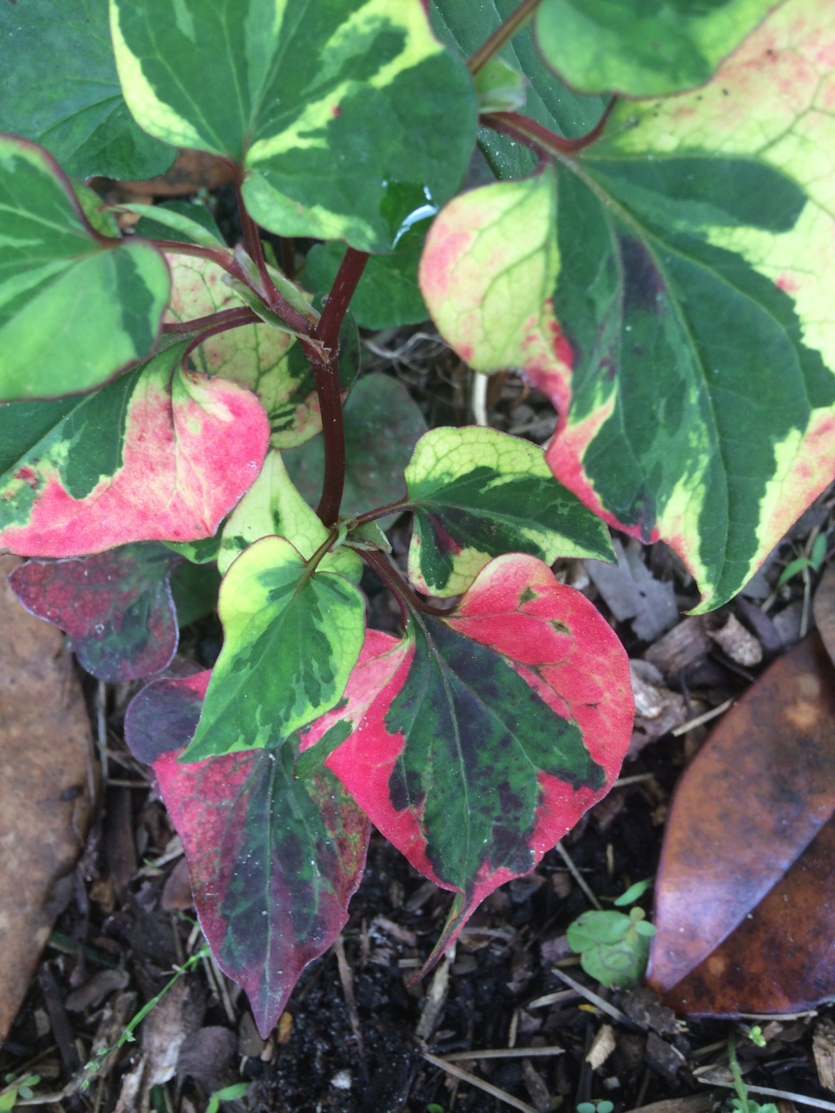 Houttuynia chameleon 20 seeds