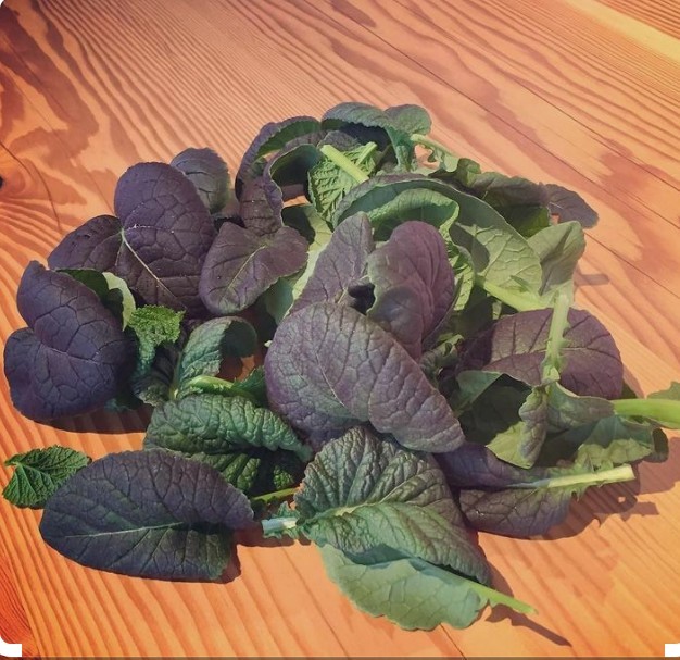 200 Osaka Purple Mustard Seeds-Open Pollinated-Non GMO-Organic