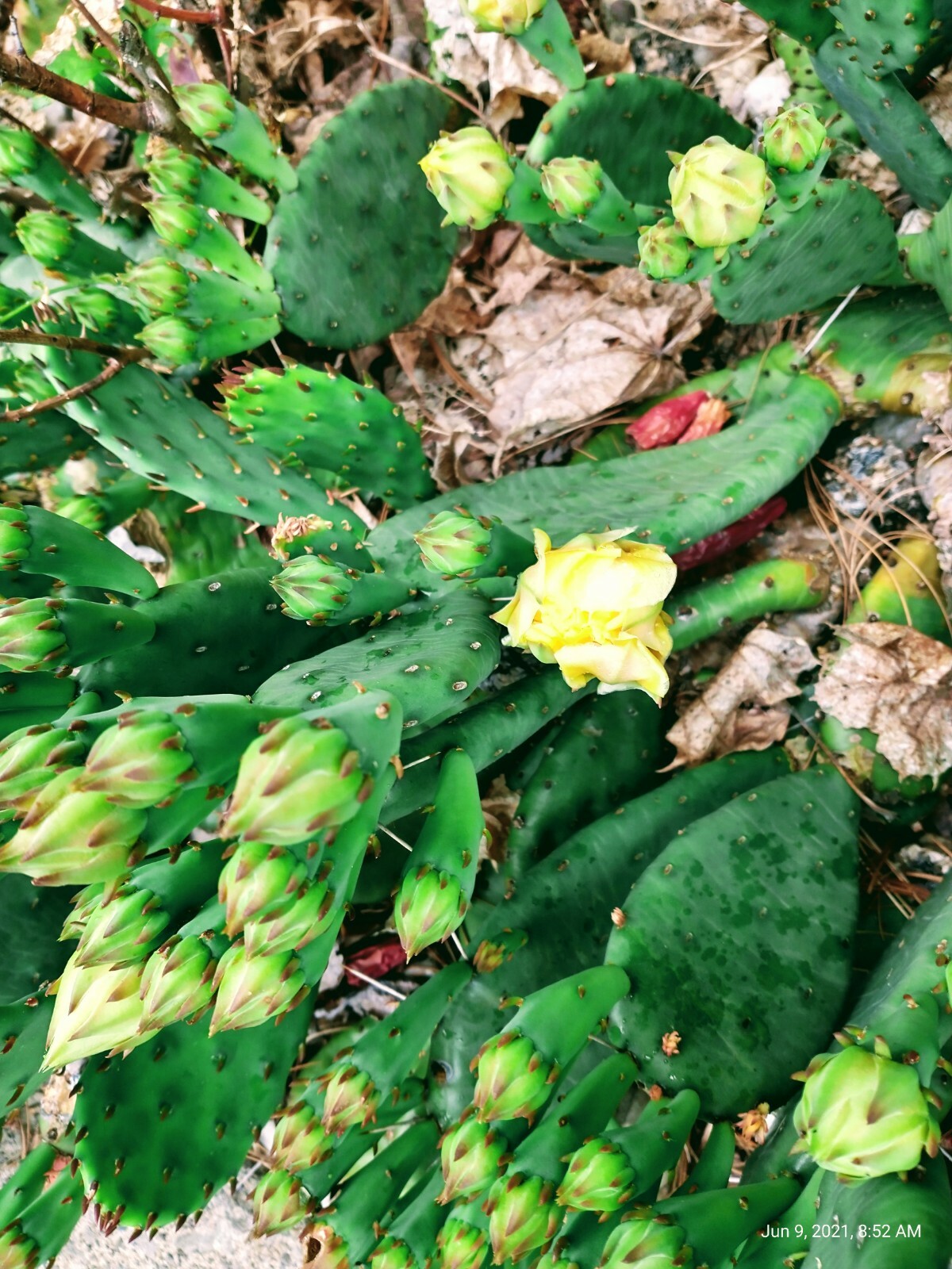 Cactus Prickly Pear Winter hardy 9 pads