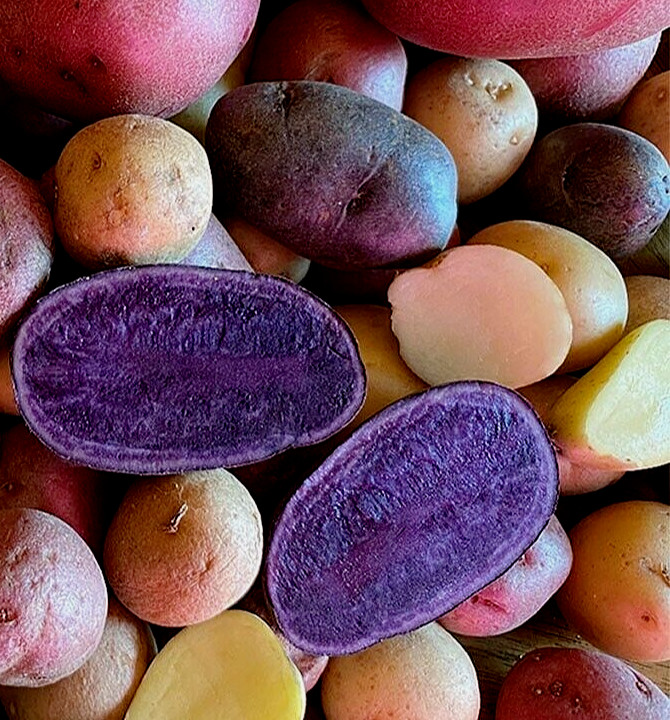 Specialty Seed Potato Mix Colors Purple Red Yellow Yukon Russet Organic Potatoes