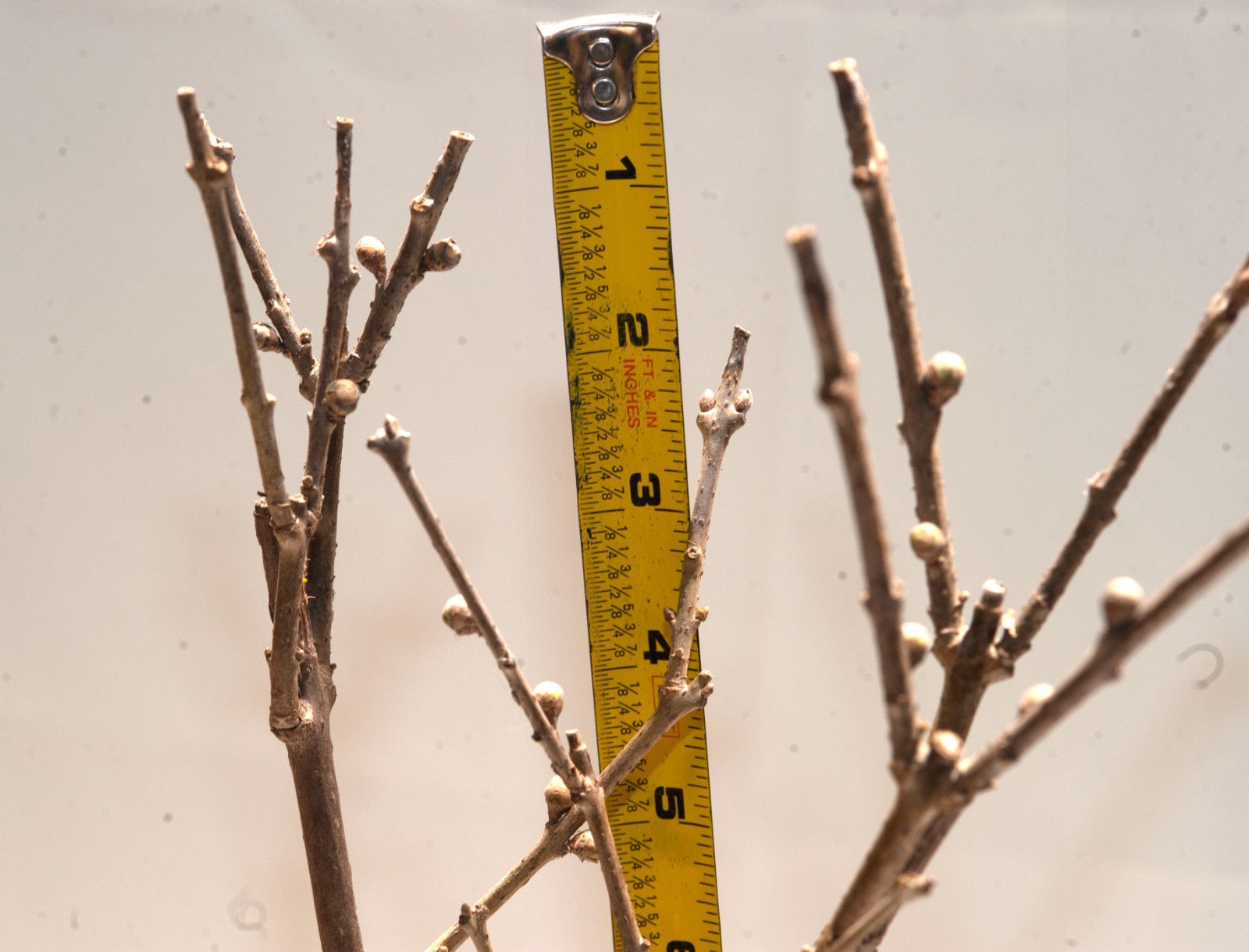 One Wintersweet Chimonanthus, 5 yr bonsai tree. Grafting on wild rootstock
