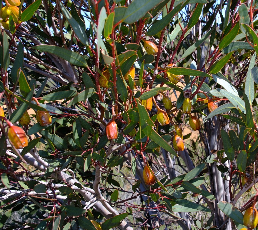 Eucalyptus forrestiana Seeds – ‘Fuchsia Gum’