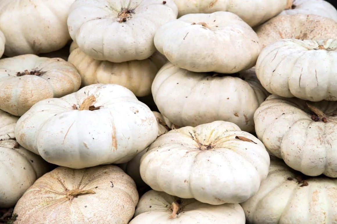 Flat White Boer Pumpkin Seeds | Stackable Cinderella Casper Squash Seed 2025