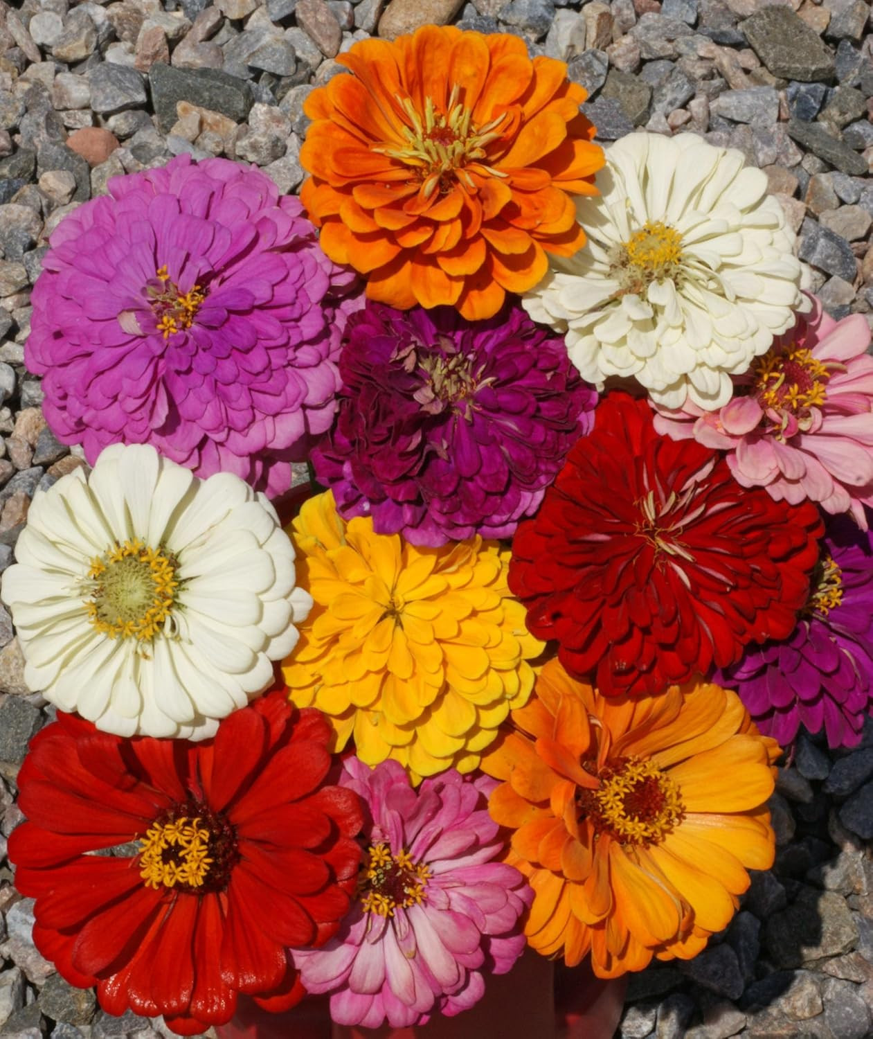 Zinnia California Giant Mix Nice Garden Flower by Bulk 5,000 Seeds
