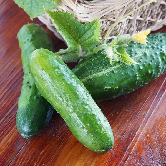100 Marketmore 76 Cucumber Seeds-Open Pollinated-NON GMO-Organic