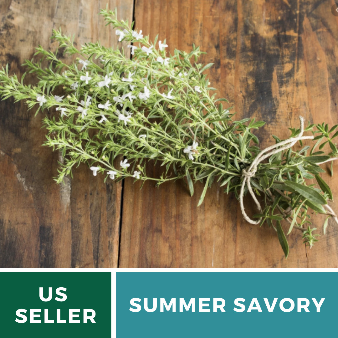 Savory, Summer – 100 Seeds – Culinary & Medicinal Herb (Satureja Hortensis)
