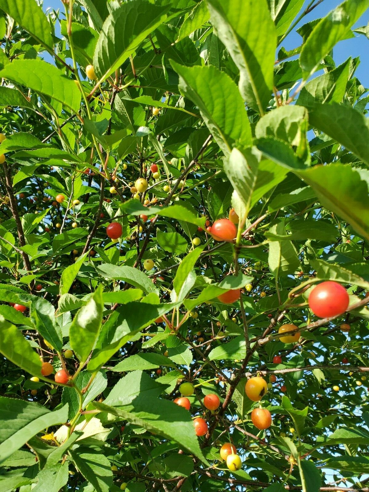 Cherry Tree Seeds |Montmorency Sour Cherry NON-GMO | Missouri Orchard | 15 seeds