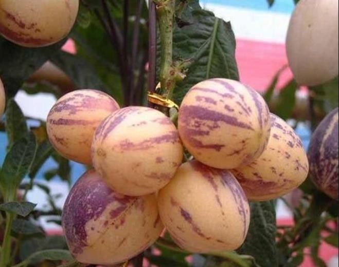 ginseng fruit 15 +seeds