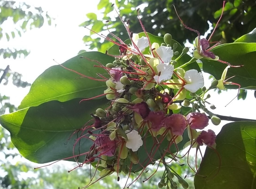 Intsia Bijuga Tree 1 Large Seed Fragrant Flowering Moluccan Ironwood Borneo teak
