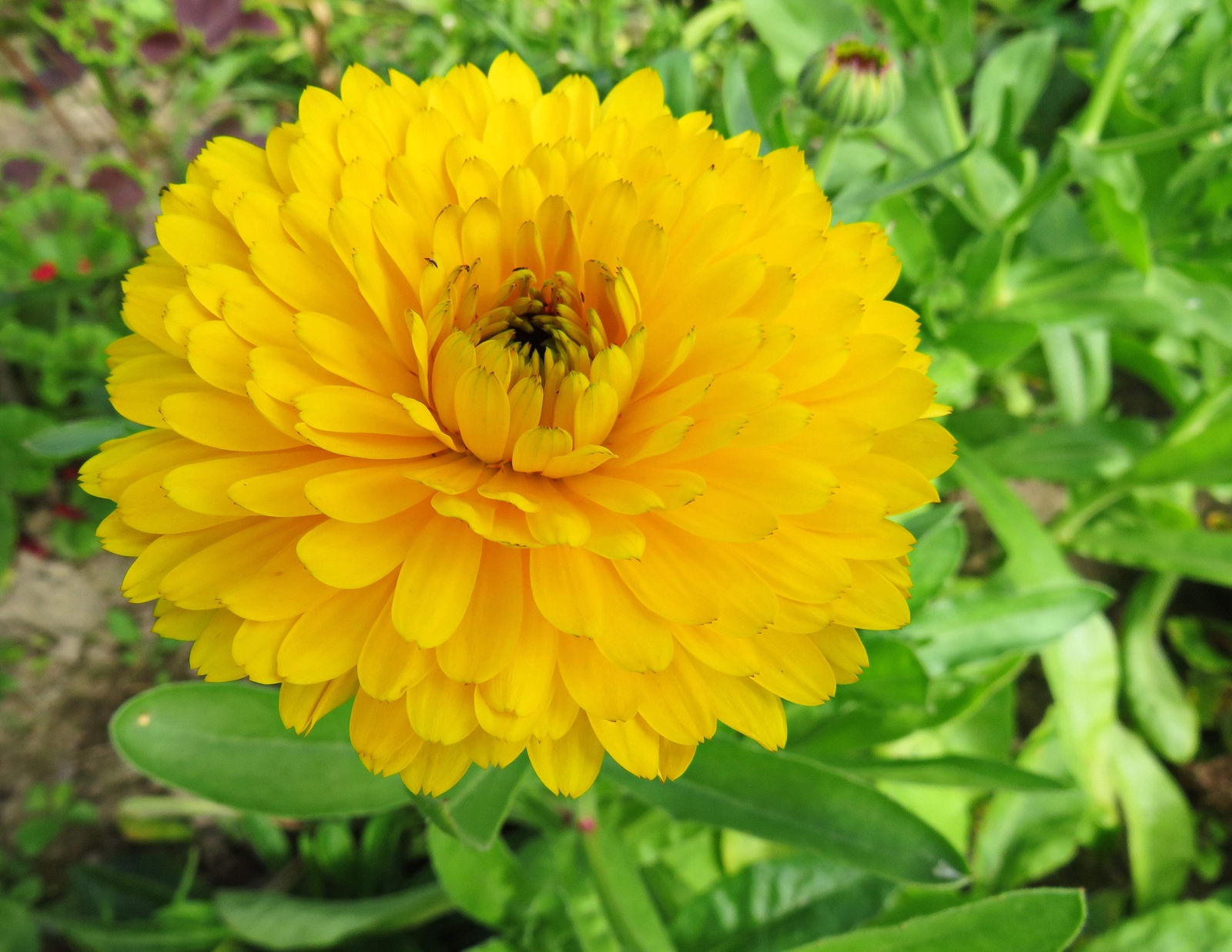 500 PACIFIC Beauty YELLOW MARIGOLD Calendula Officinalis Flower Seeds