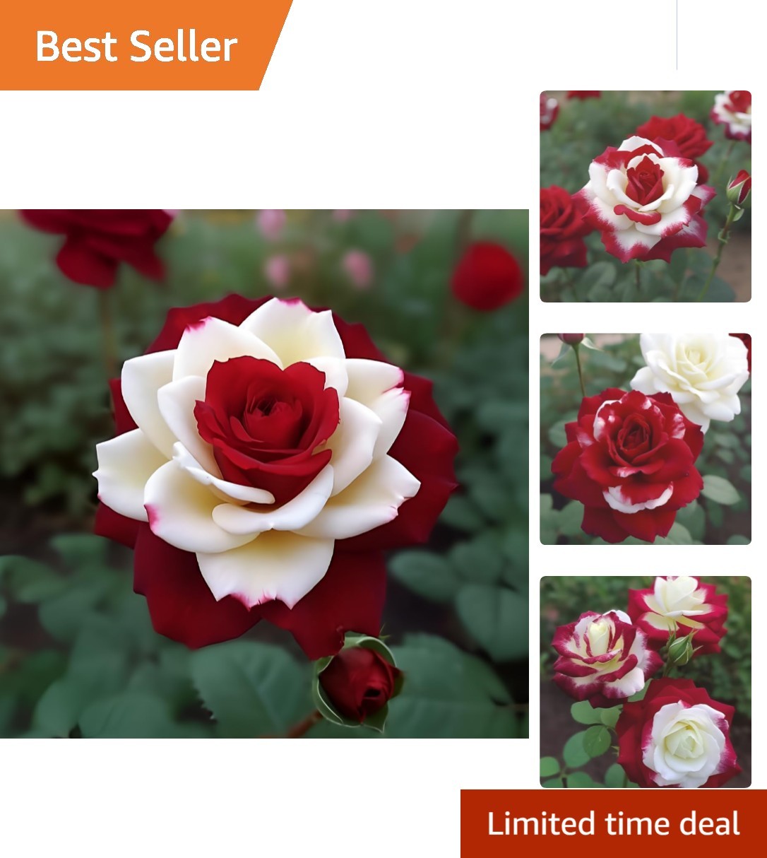 Captivating 20pcs Twin Red and White Rose Seeds – Easy Grow Gardening Gifts