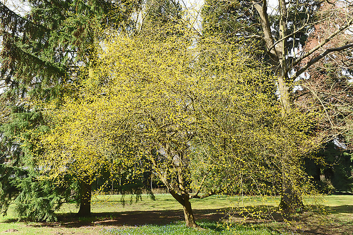 Cornelian Cherry Dogwood, Cornus mas, Tree Seeds