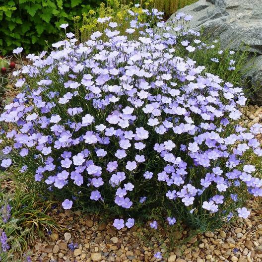 BLUE FLAX PERENNIAL Linum lewisii American Native Wildflower Non-GMO 500 Seeds