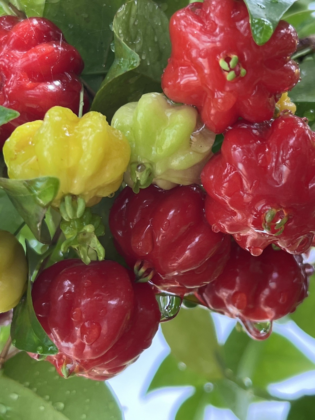 20 FRESH BLACK SURINAM CHERRY SEEDS – UNIFLORA – BEST SELLER!