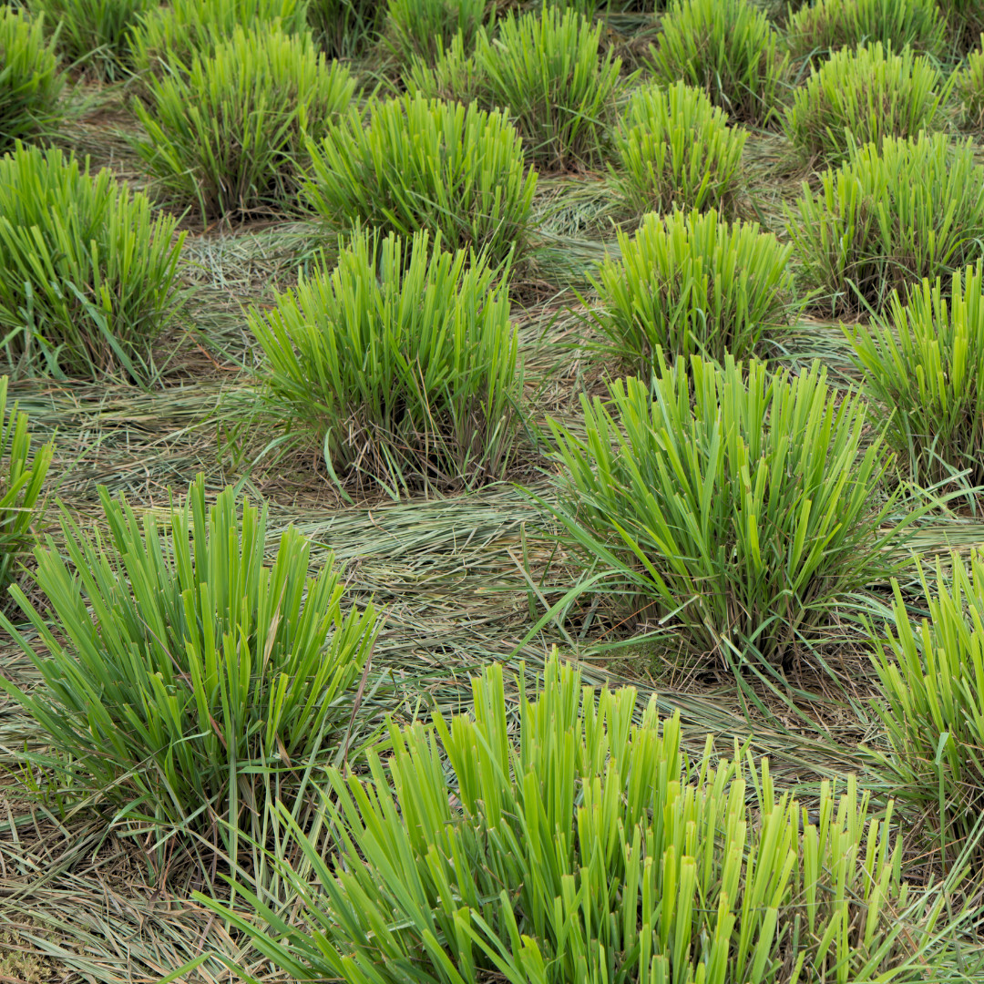 Fresh Lemongrass Herb Seeds | Xiang Mao | Heirloom Non-GMO | Asian Herb Seeds