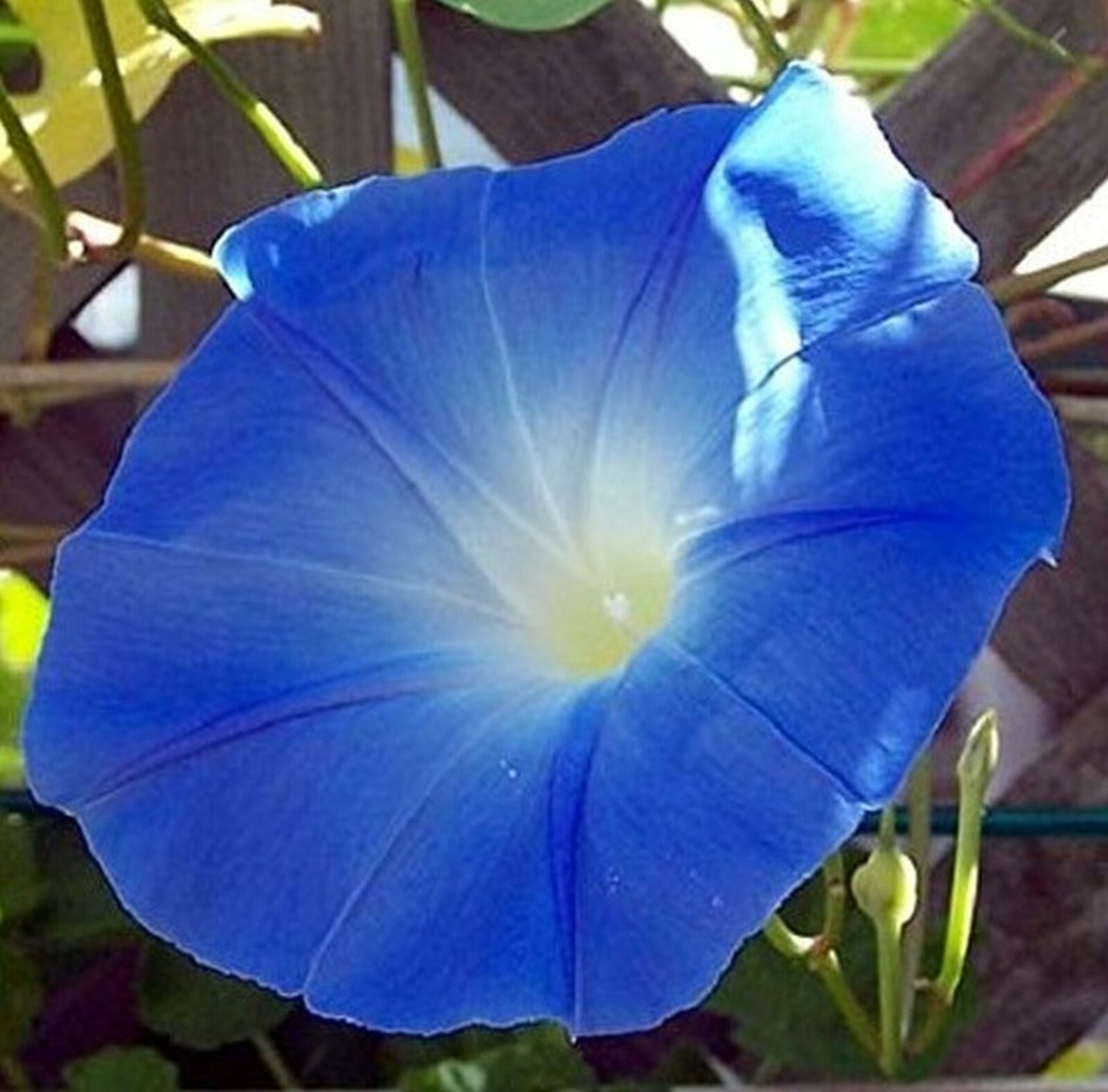 10 Multi COLOR MORNING Glory seeds Trumpet Floret Climbs Lattice Winding Vines
