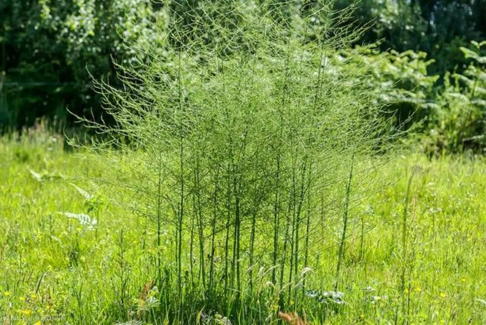 24 Asparagus Crowns “Purple Passion” 2 Yrs(Pack of 24 Bare Root Plants)Zone 3-8
