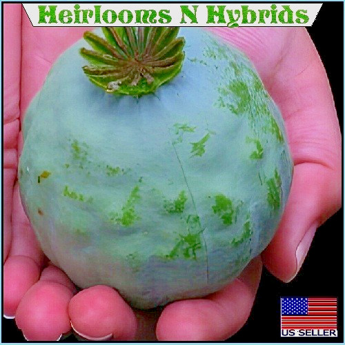 2,500+ The Giant, “Rattler” Papavear Somniferum Giganteum Poppy Seeds Huge Pods