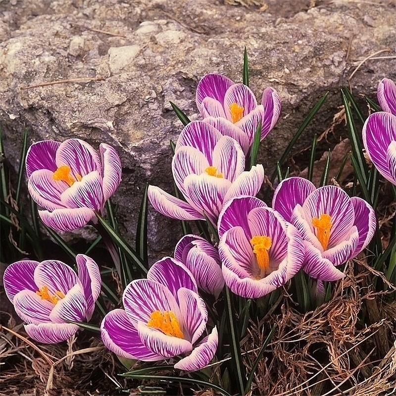 25pc CROCUS SAFFRON SEEDS Garden Plant Flower exotic USA seller FREE shipping