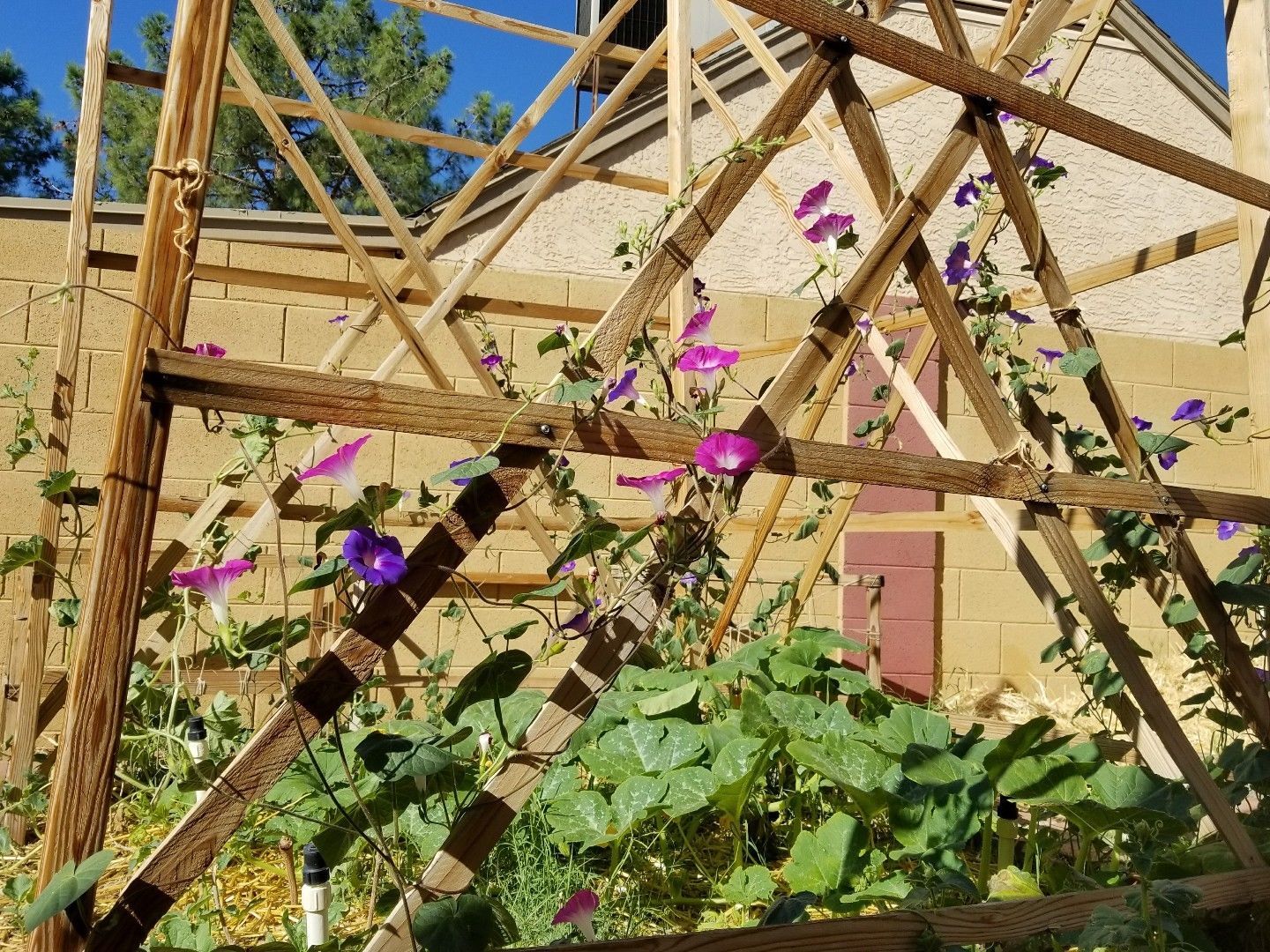 Morning Glory, Tall Mixed Wildflower Seeds, NON-GMO, FREE SHIPPING