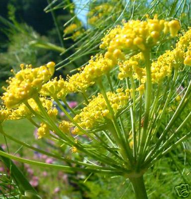 Fennel Seeds, Aromatic herb. At least 35 seeds.