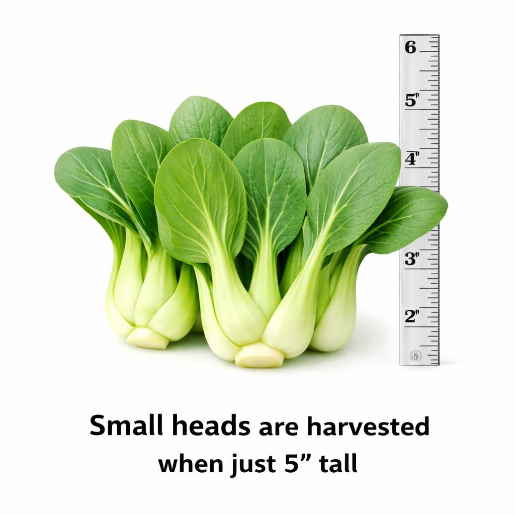 Pak Choy Ching Chang Seeds Baby Bok Choy Green Stem Heirloom Non-GMO