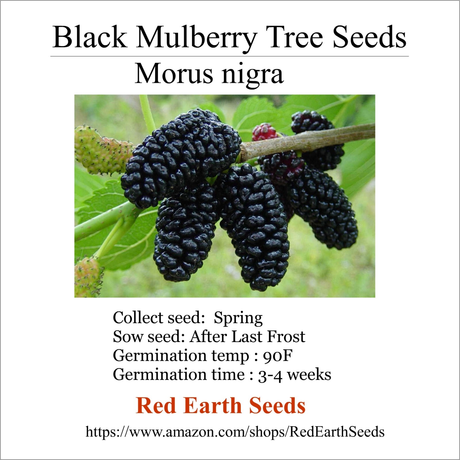 Black Mulberry – 100 seeds – Morus nigra
