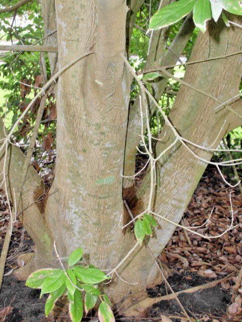 20 CHINESE EVERGREEN MAPLE SEEDS – Acer coriaceifolium