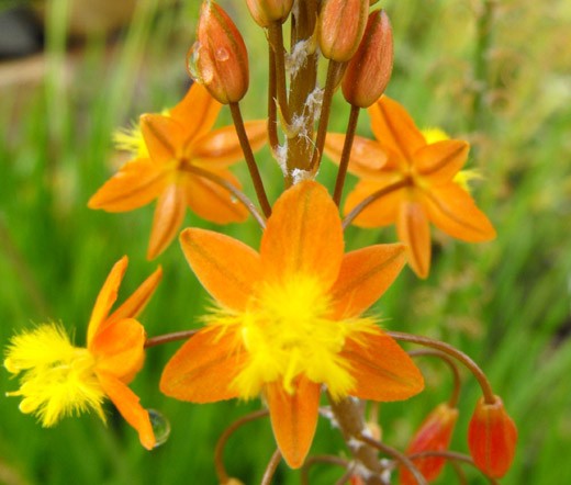 BULBINE STALKED AVERA SUNSET ORANGE Bulbine Frutescens – 100 Bulk Seeds