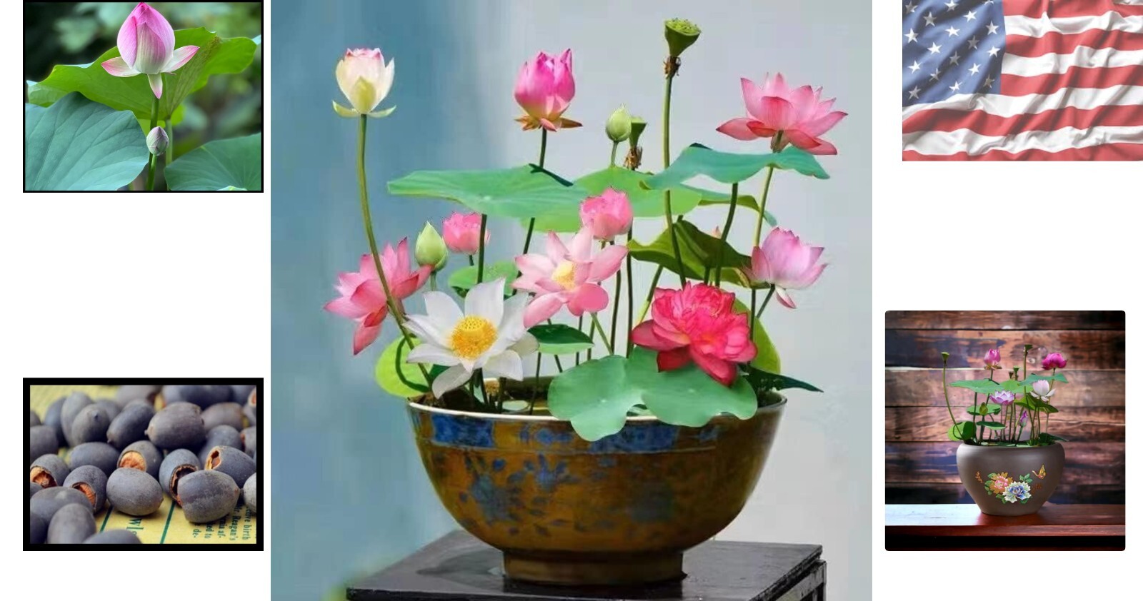 Easy-To-Grow Lotus Flower Seeds – Indoor/Outdoor Bonsai Water Garden Beauties