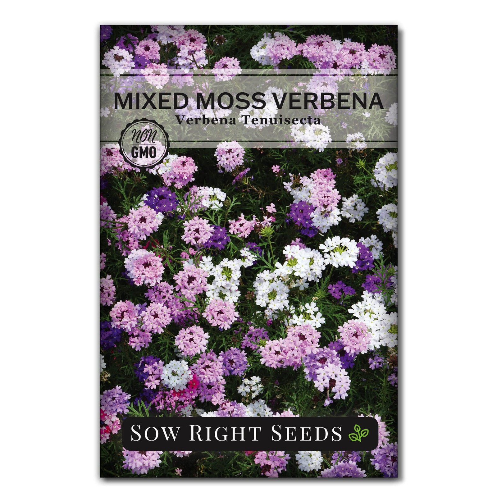 – Mixed Moss Verbena (Verbena tenuisecta) Flower Seeds for Planting – Excelle…