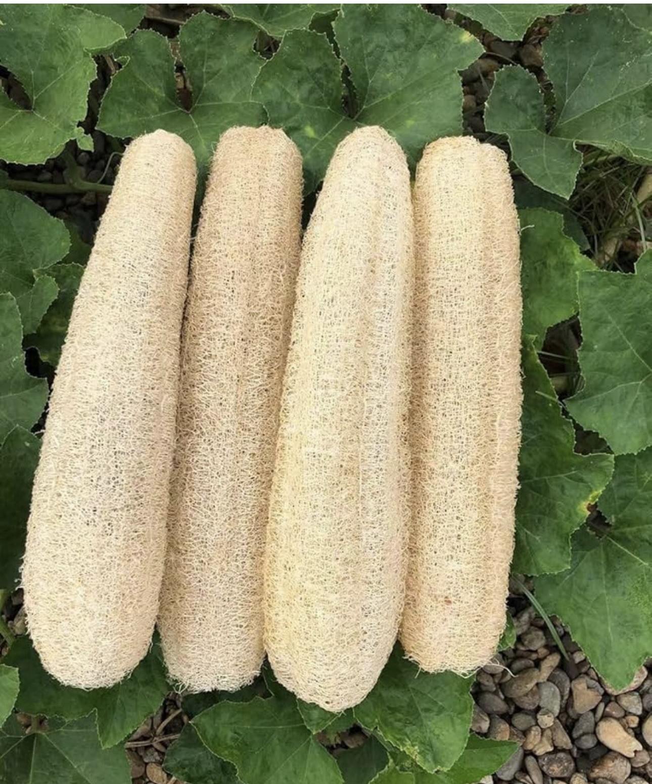 30pcs Super Long Luffa Gourd Seeds – Non-GMO, Loofah Sponge Gourd Seeds.